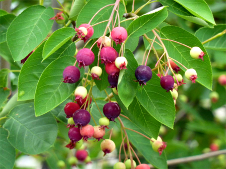 Pomi fructiferi nativi din Ohio